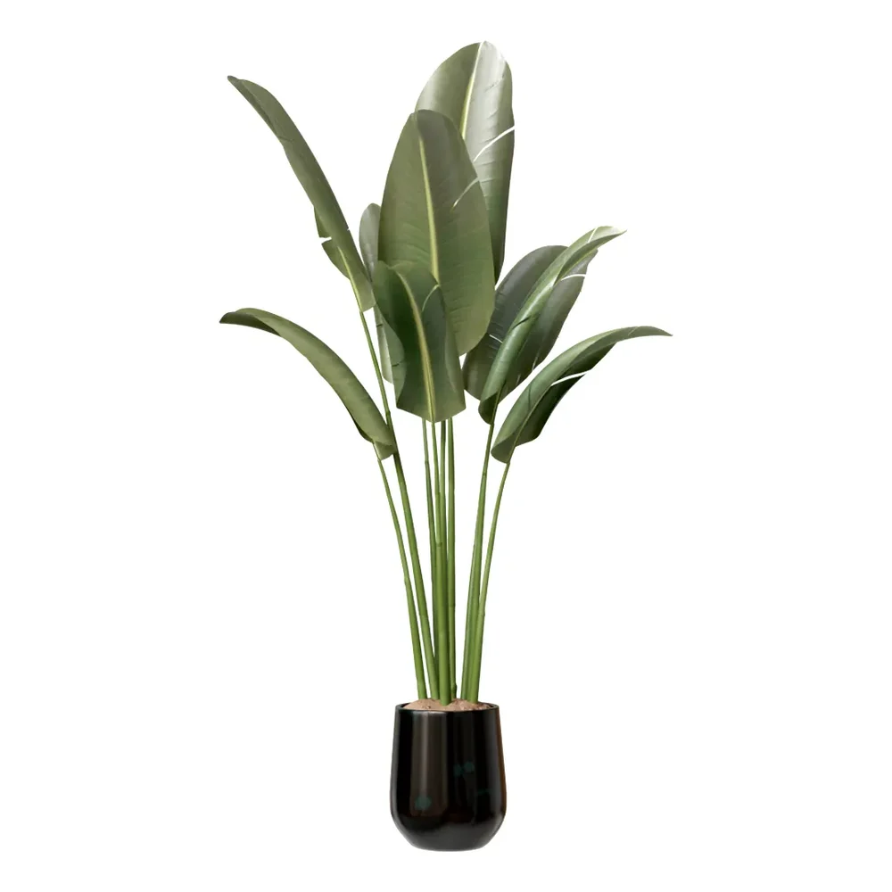 Hq Plants Bird Of Paradisebird Vase