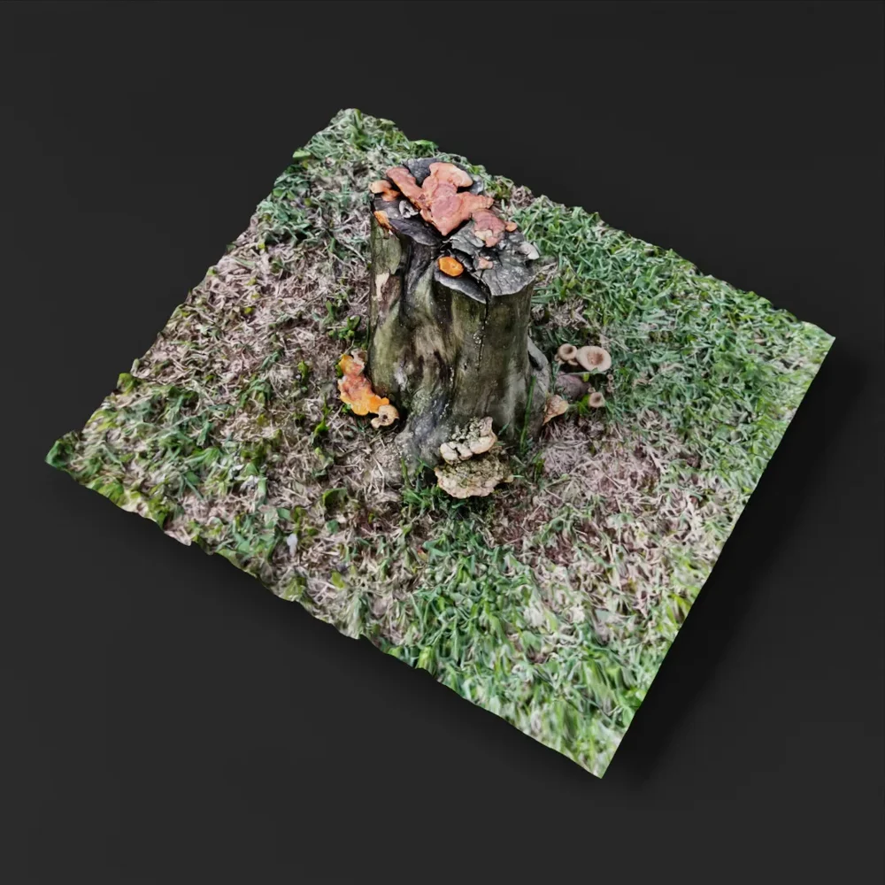 Cut Tree Trunk With Mushrooms
