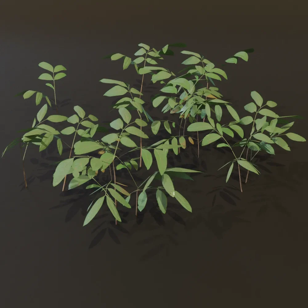 Ground Cover Bush Gn