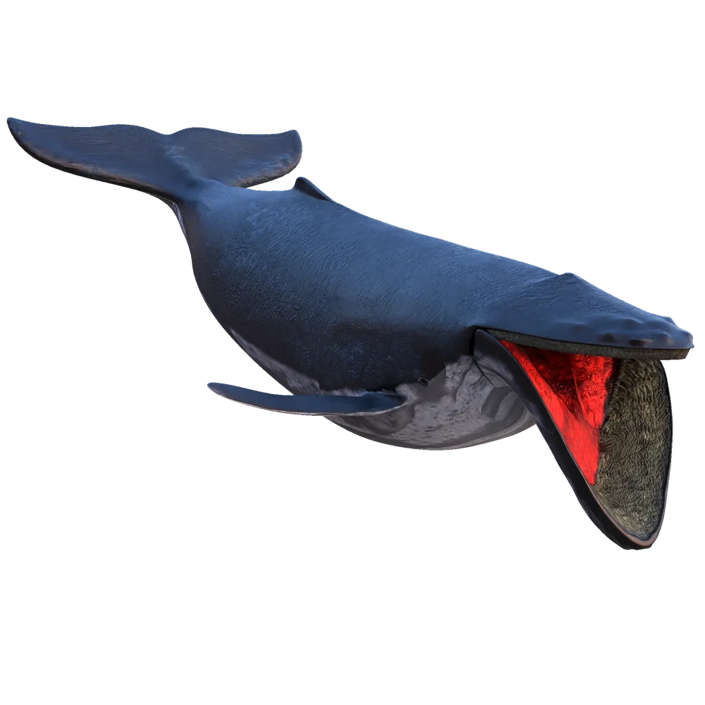 Humpback Whale
