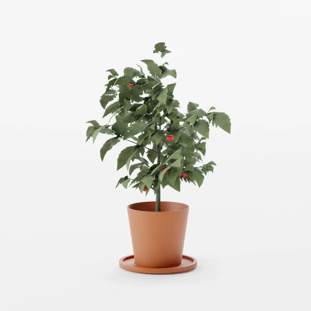 Decorative Bush Of Tomatoes
