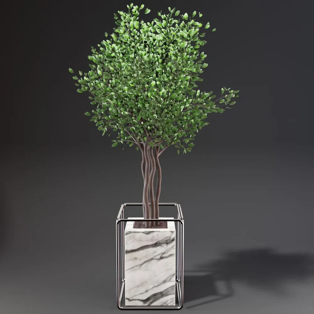 Sj-Weeping Fig Flowerbox Set 03