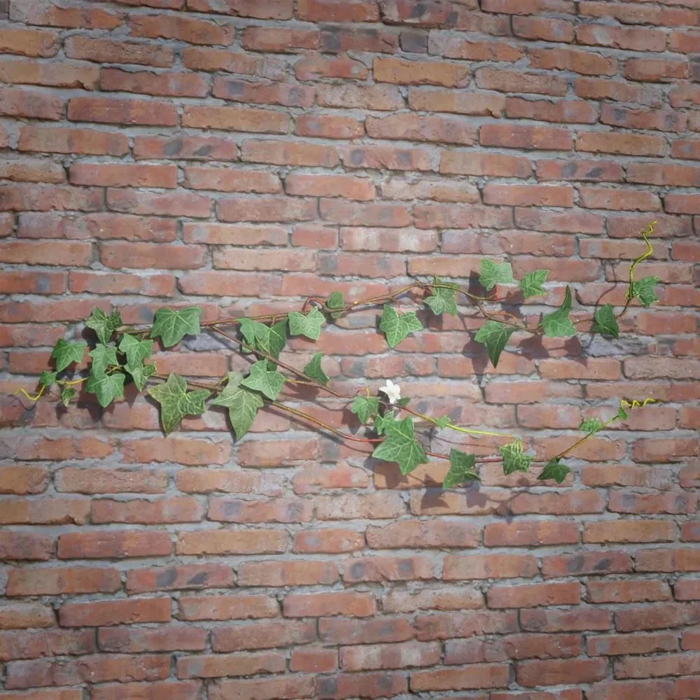 Ivy Creeper Side 1m 01