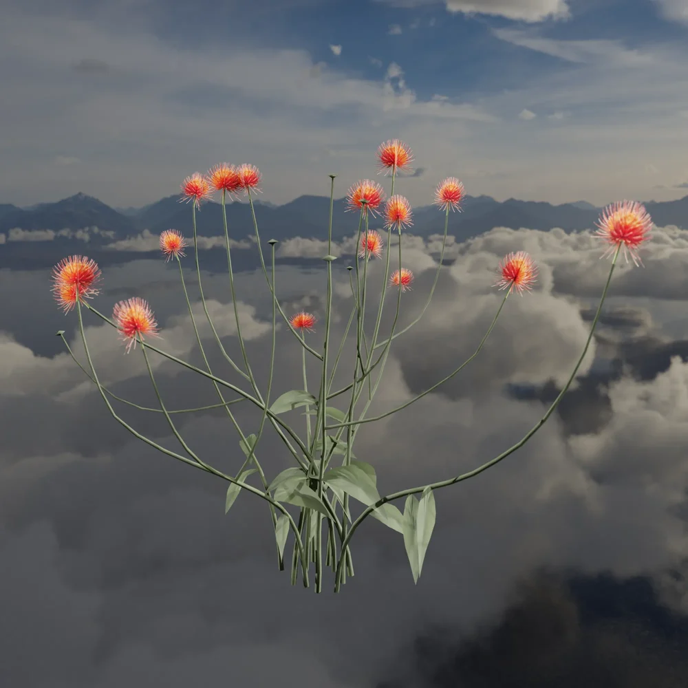Wild Meadow Flower For Scatter