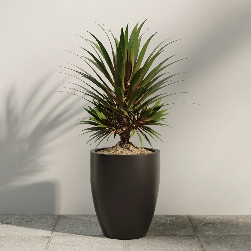 Dracaena Marginata Potted Plant