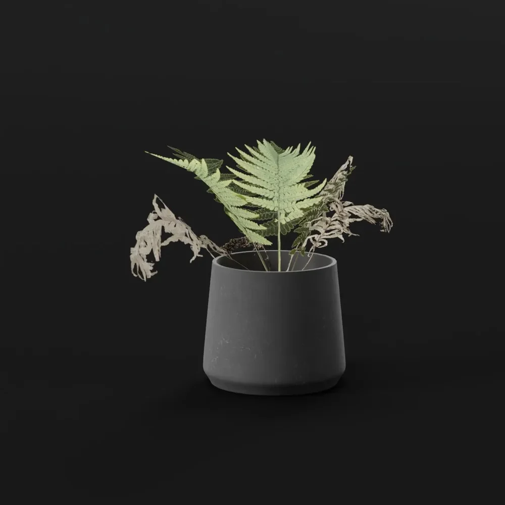 Lady Fern Tiny Potted