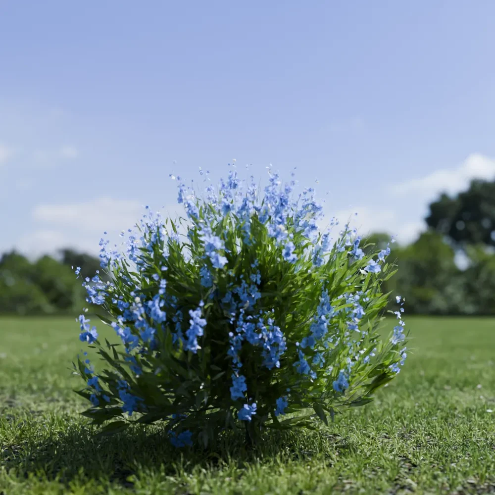 Shurb - Caryopteris Bluebeard Animated