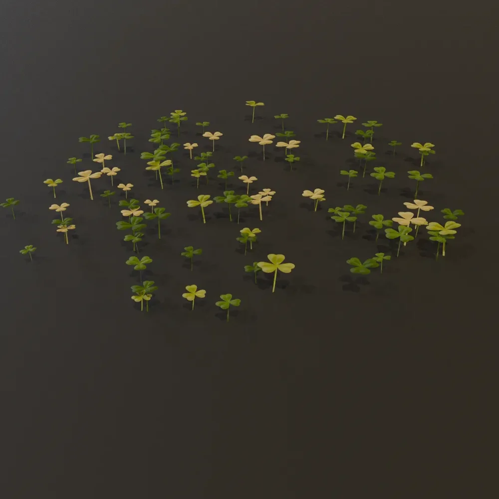 Grass Clover Grownd Cover