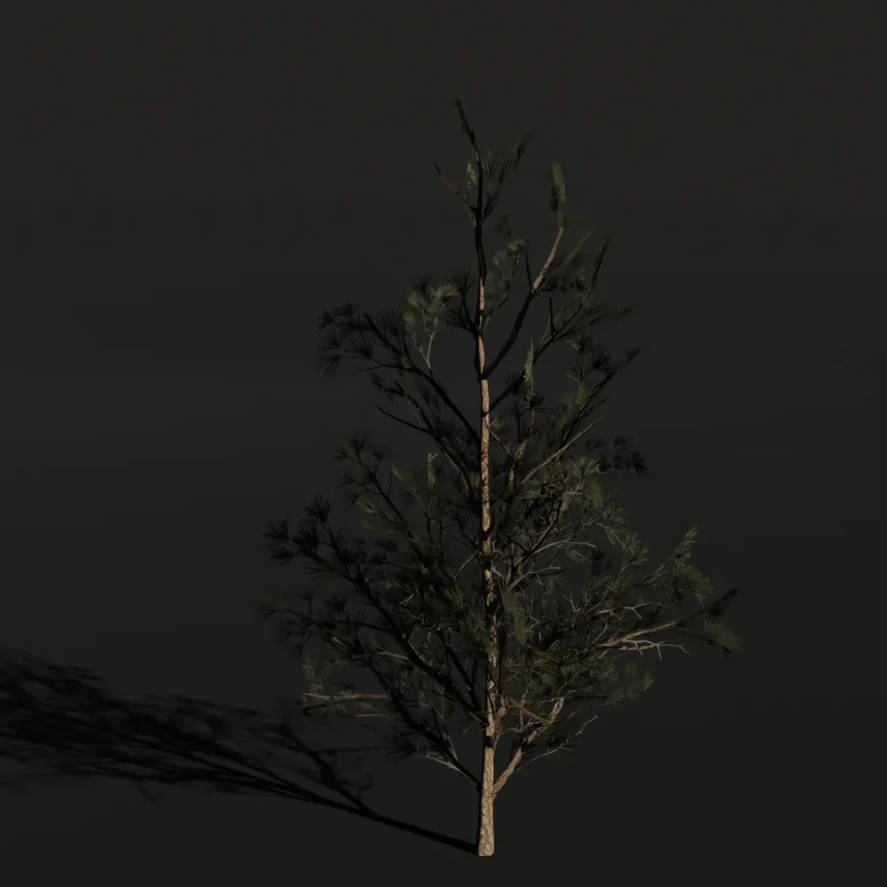 Tree Scotspine D1