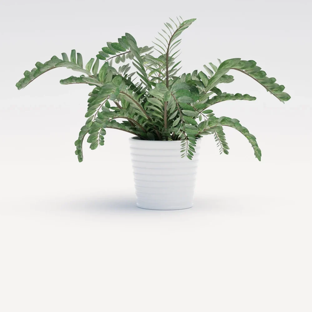 Indoor Plant With Vase