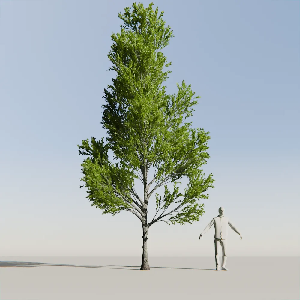 Katsura Tree Variation