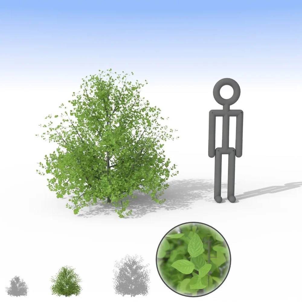 Pale Bush - Medium