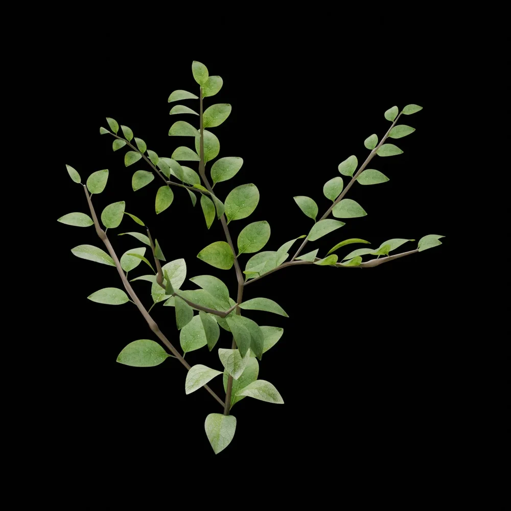 Outdoor Shrub