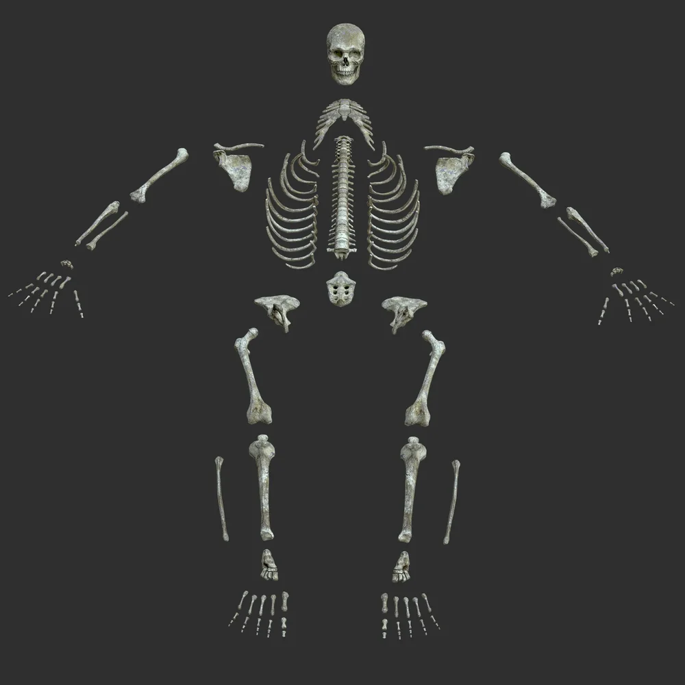 Human Male Desolated Skeleton Bones