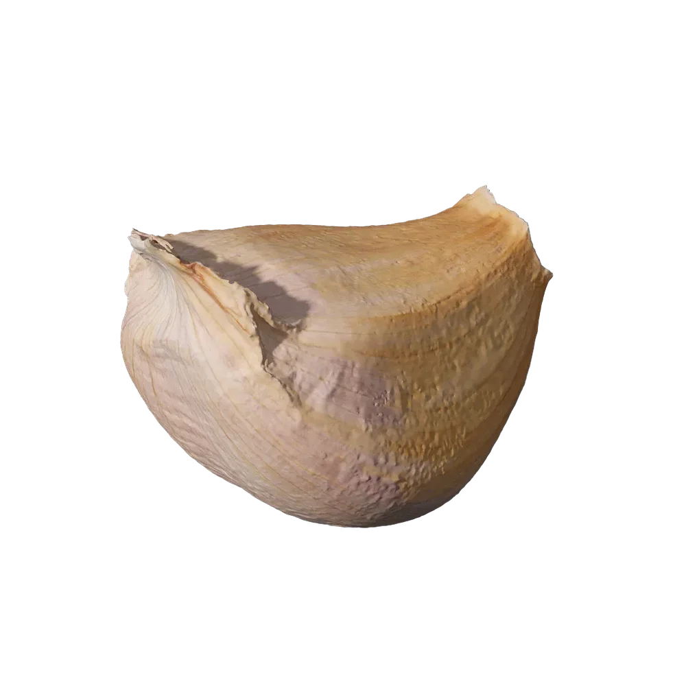 Allium Sativum