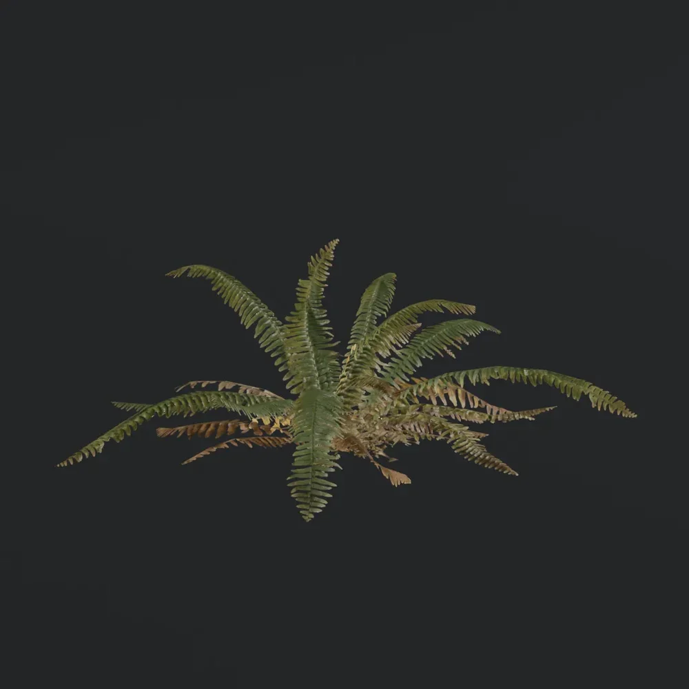 Tropical Fern B1