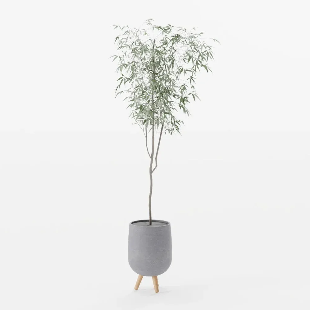 Olive Tree In Planter