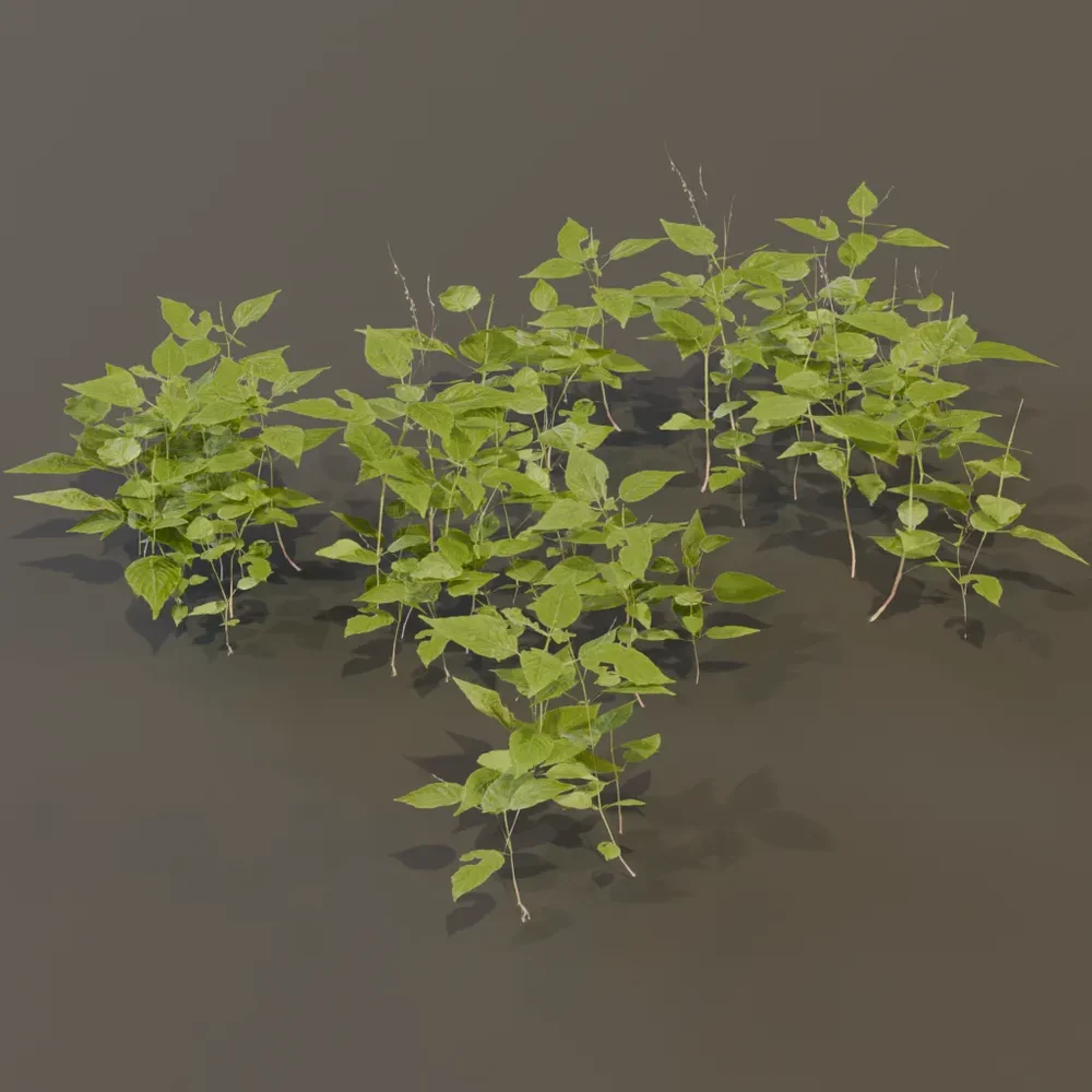 Circaea Lutetiana Weed Plant