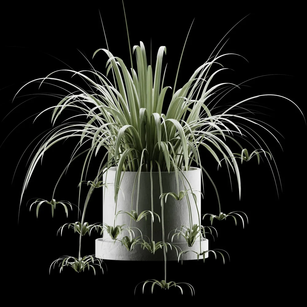 Chlorophytum Comosum Indoor Plant