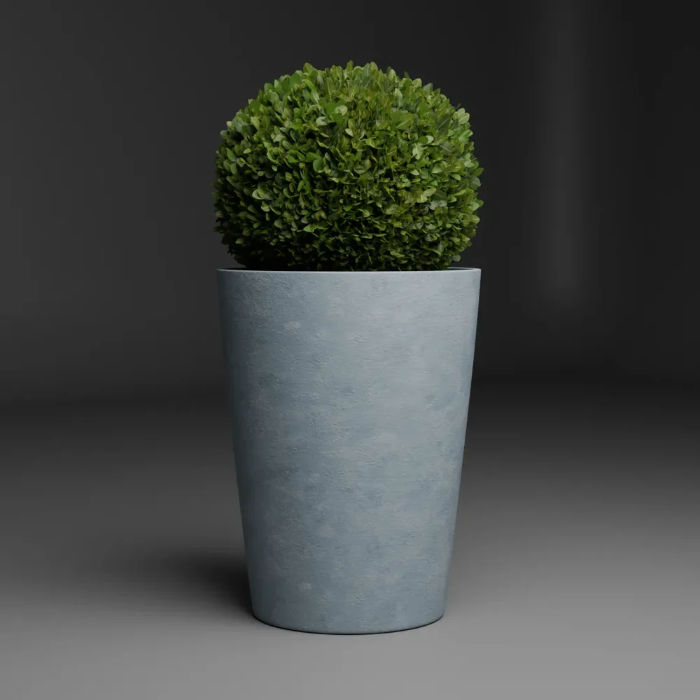 Potted Boxwood Plant