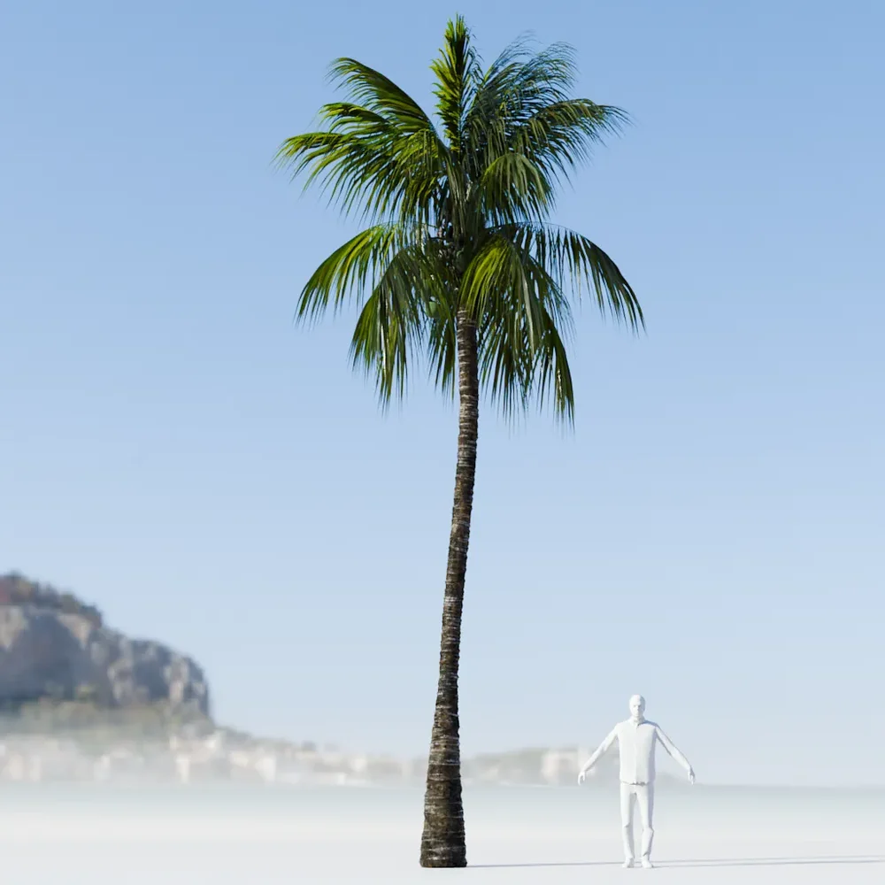 Coconut Tree