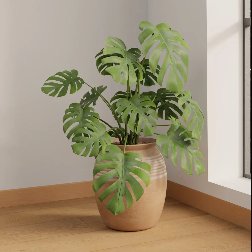 Monstera Borsigiana