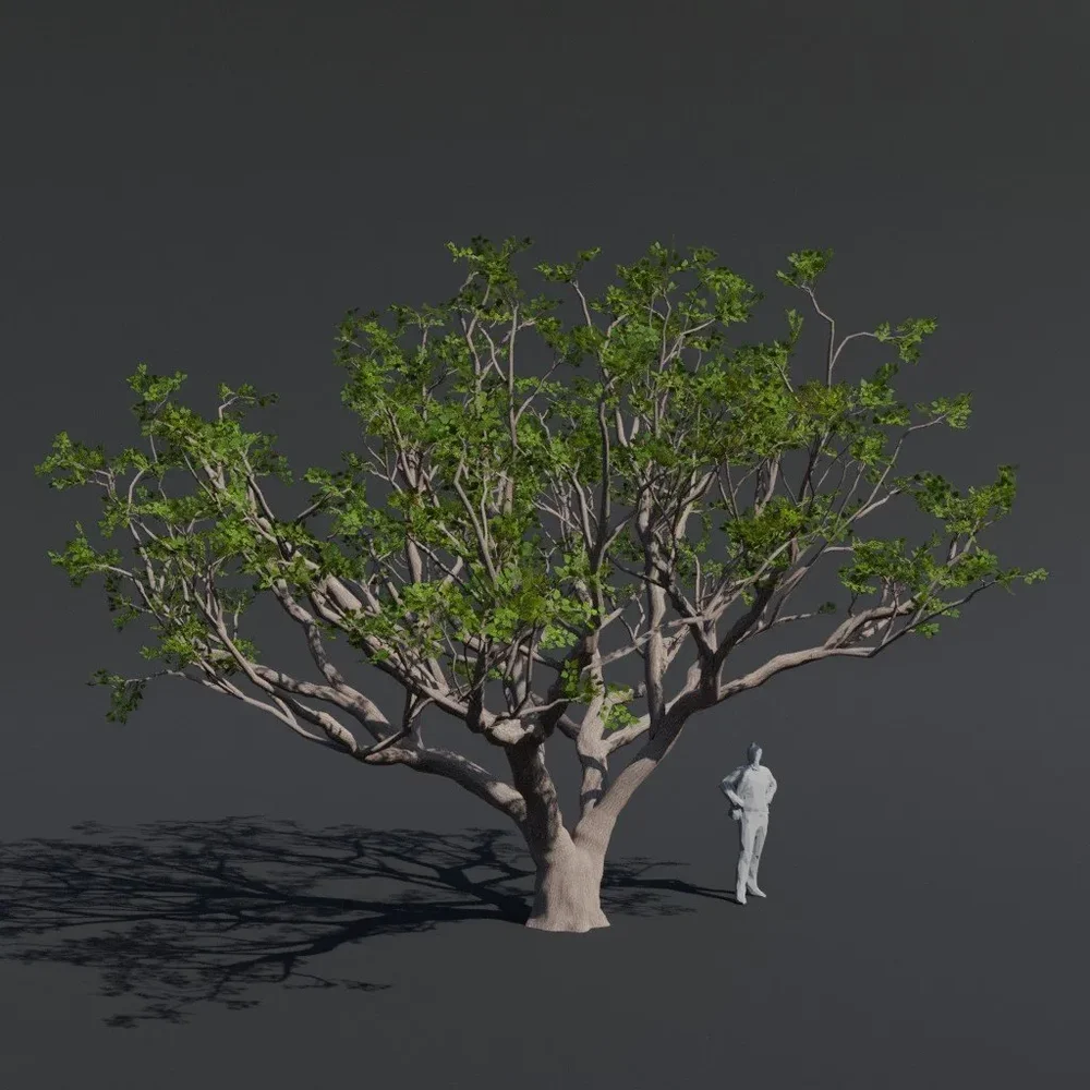Tree Red Coral E1