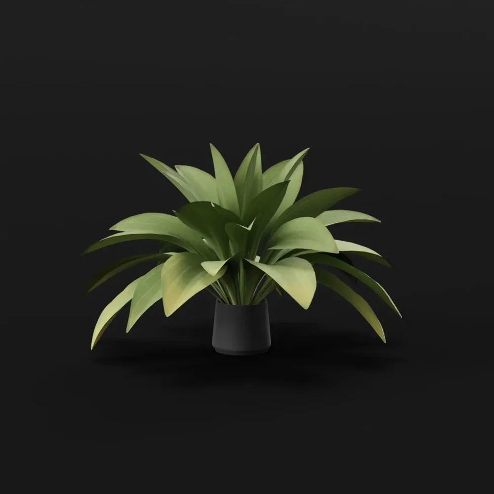 Haran Iron Plant Large Potted