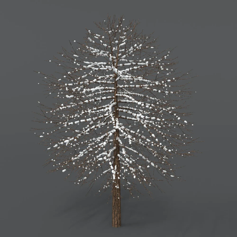 Tree With Snow