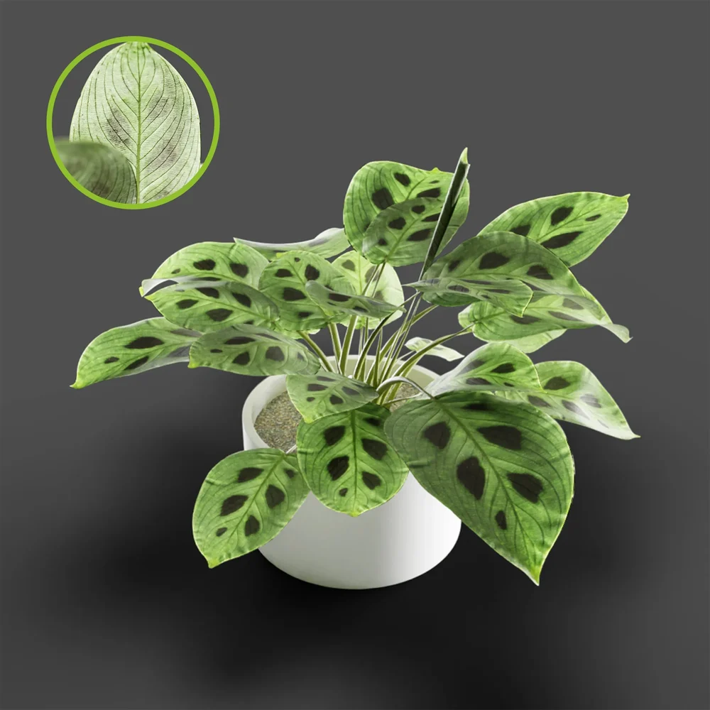 Maranta Leuconeura