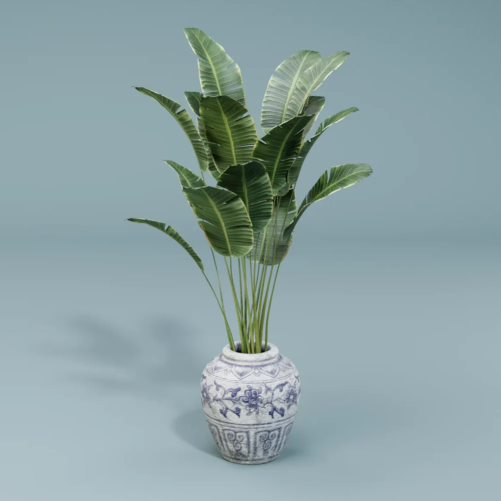 Tropical Plant