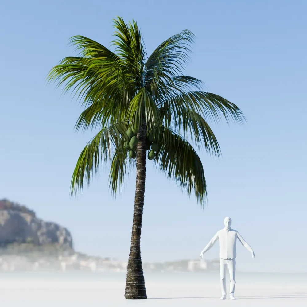 Coconut Tree