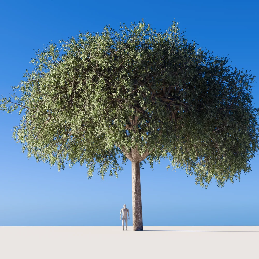 Heavy Tree