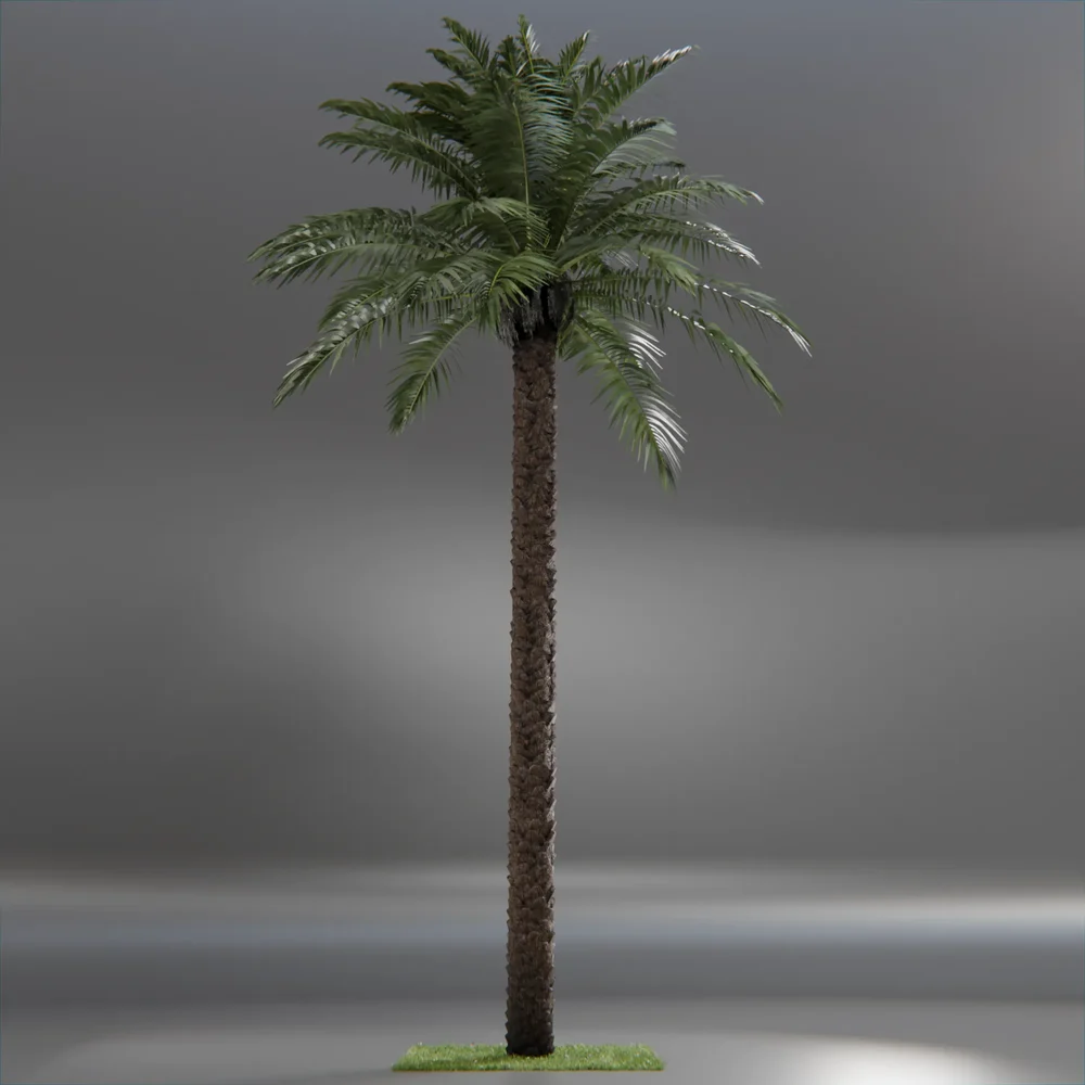 Dactylifera Palm Tree Animated