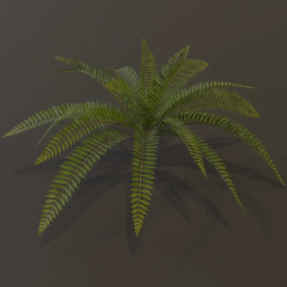 Wild Fern Medium Low