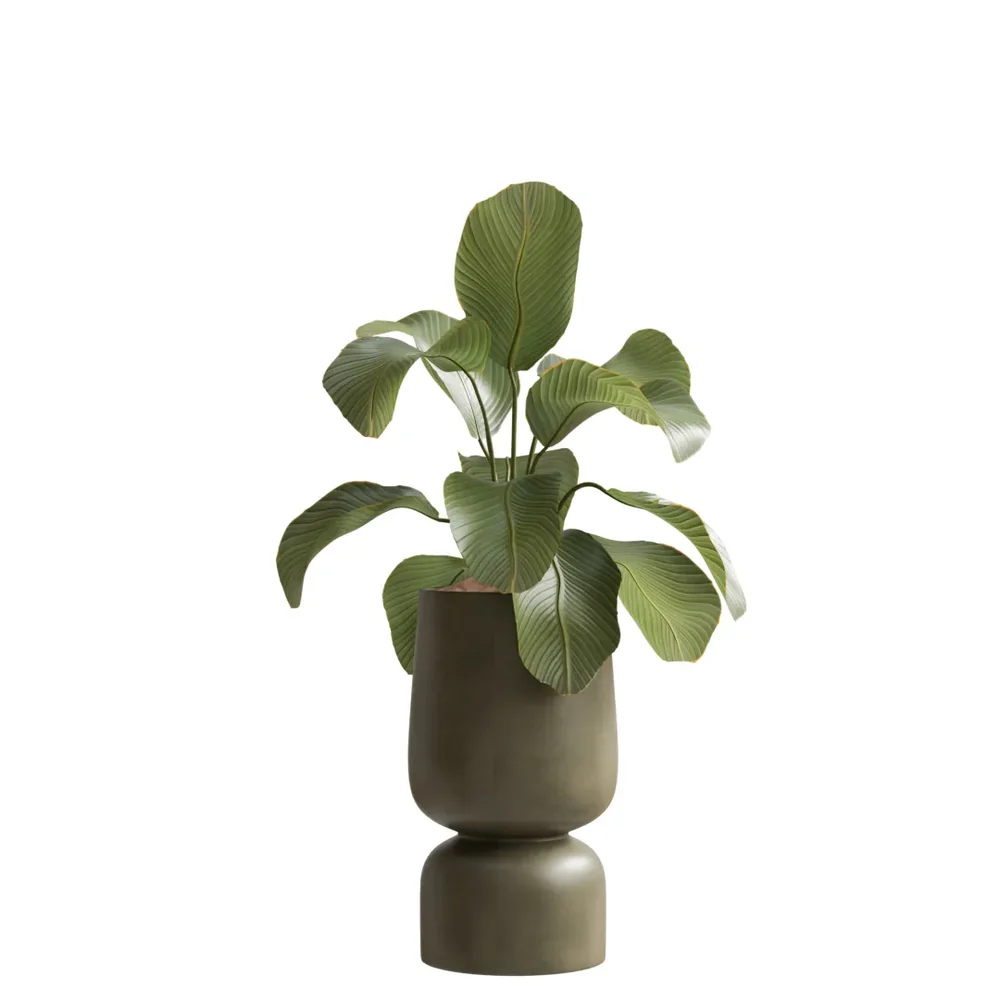 Indoor Plant - Cuban Cigar