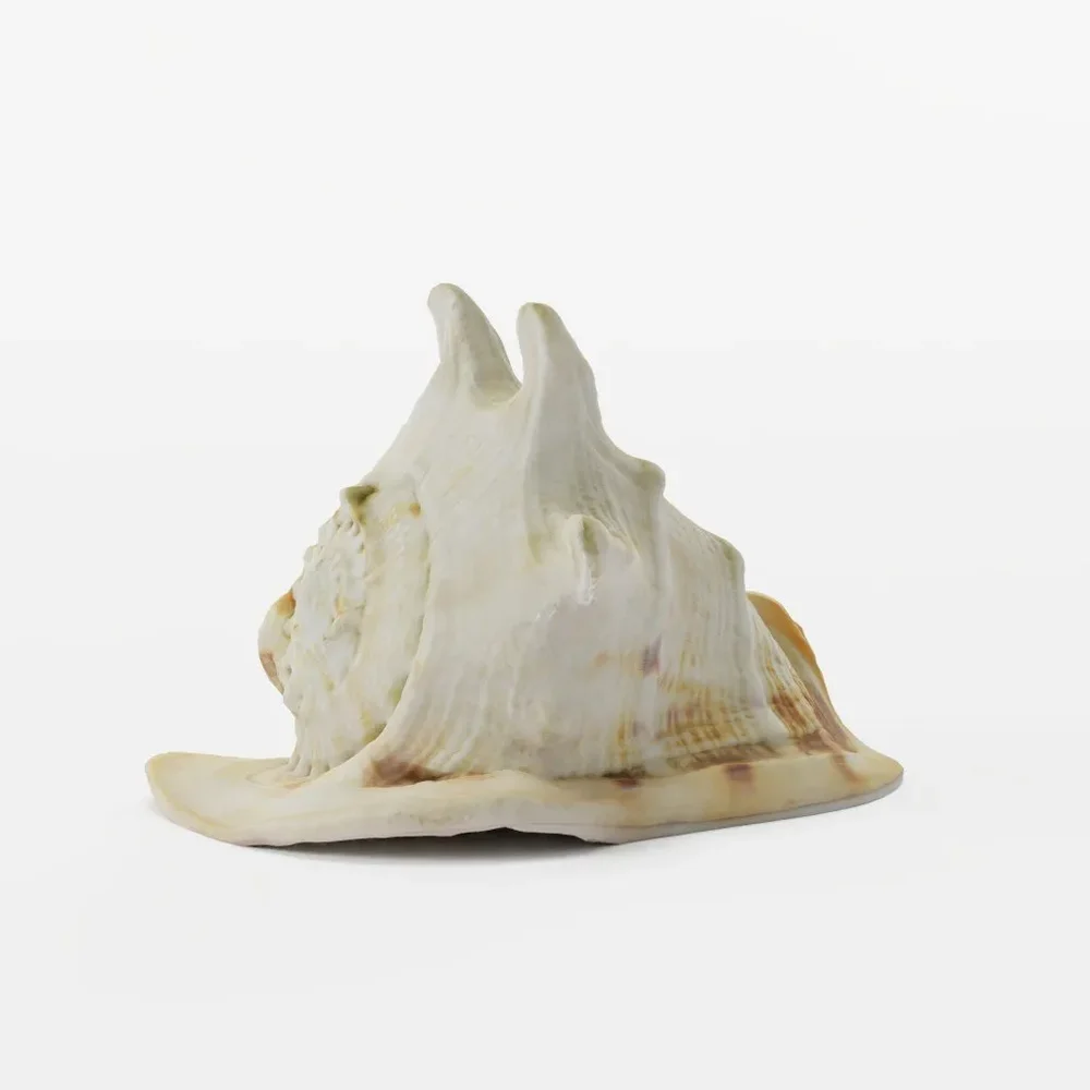 Large Shell (Photoscanned)