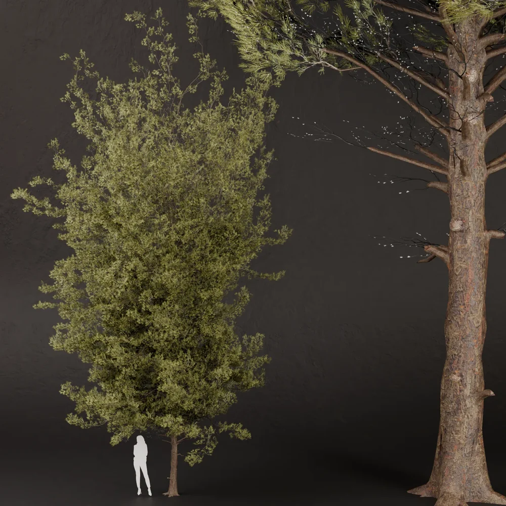 Sj-Realistic Pine Forest Set