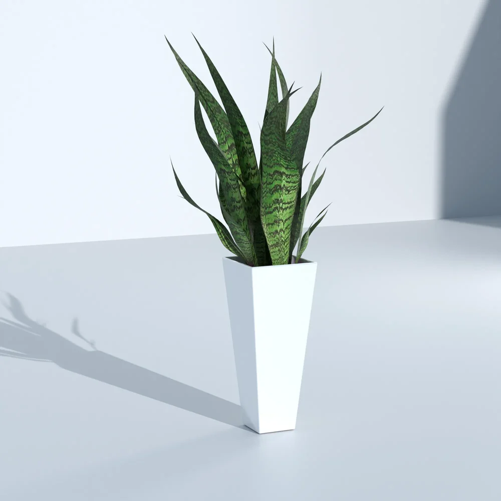 Sansevieria Trifasciata Plant