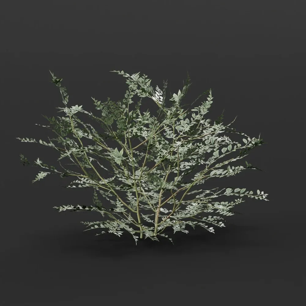 Ivory Bush