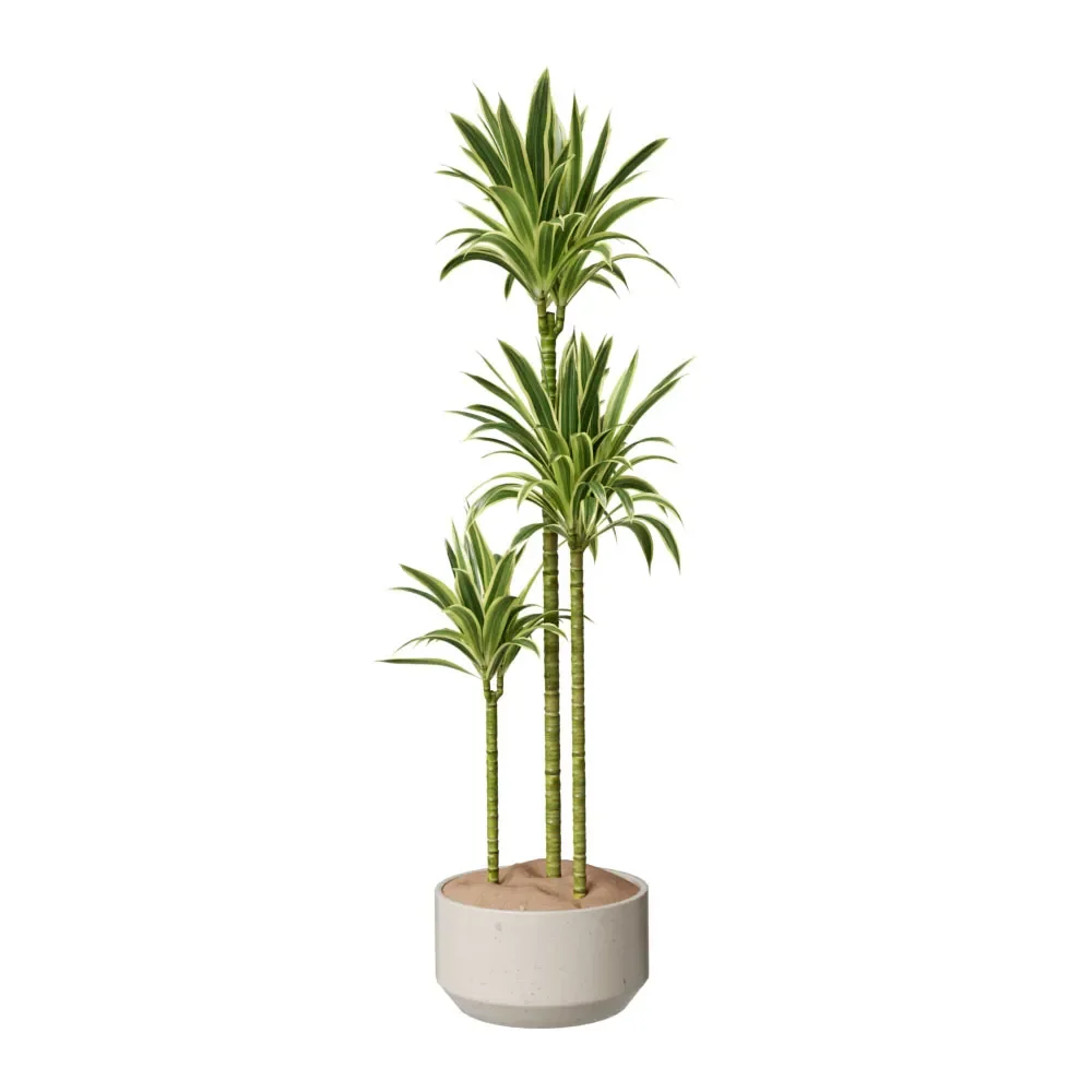 House Plant Lemon Lime