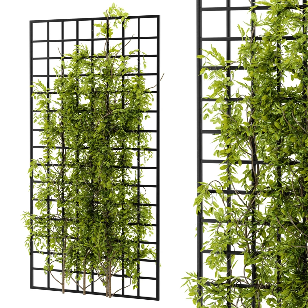 Ivy Wall Grid Plant