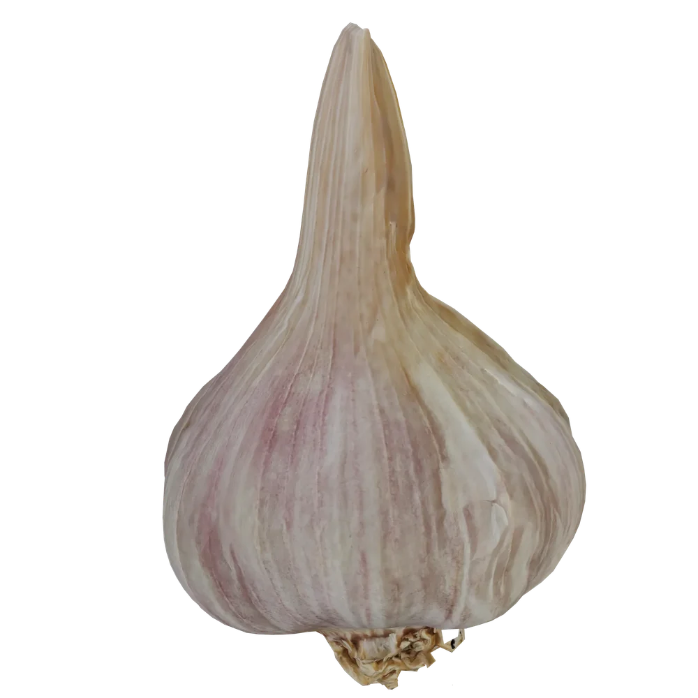 Garlic