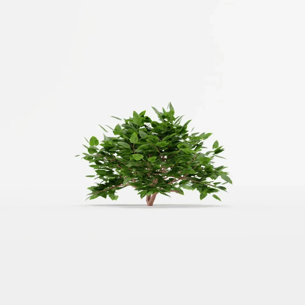 Shrub