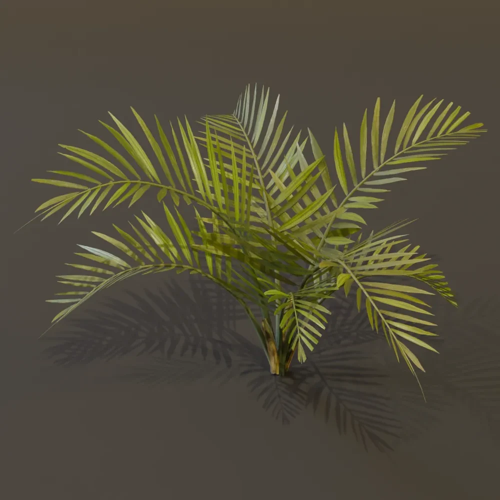 Alexandra Palm Plant Large Var
