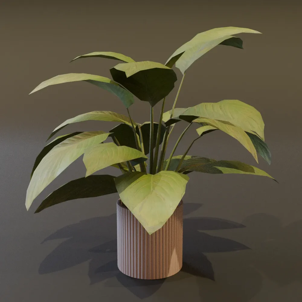 Broadleaf Lilly Potted Large