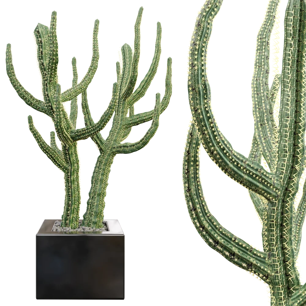 Kaktoos Tree