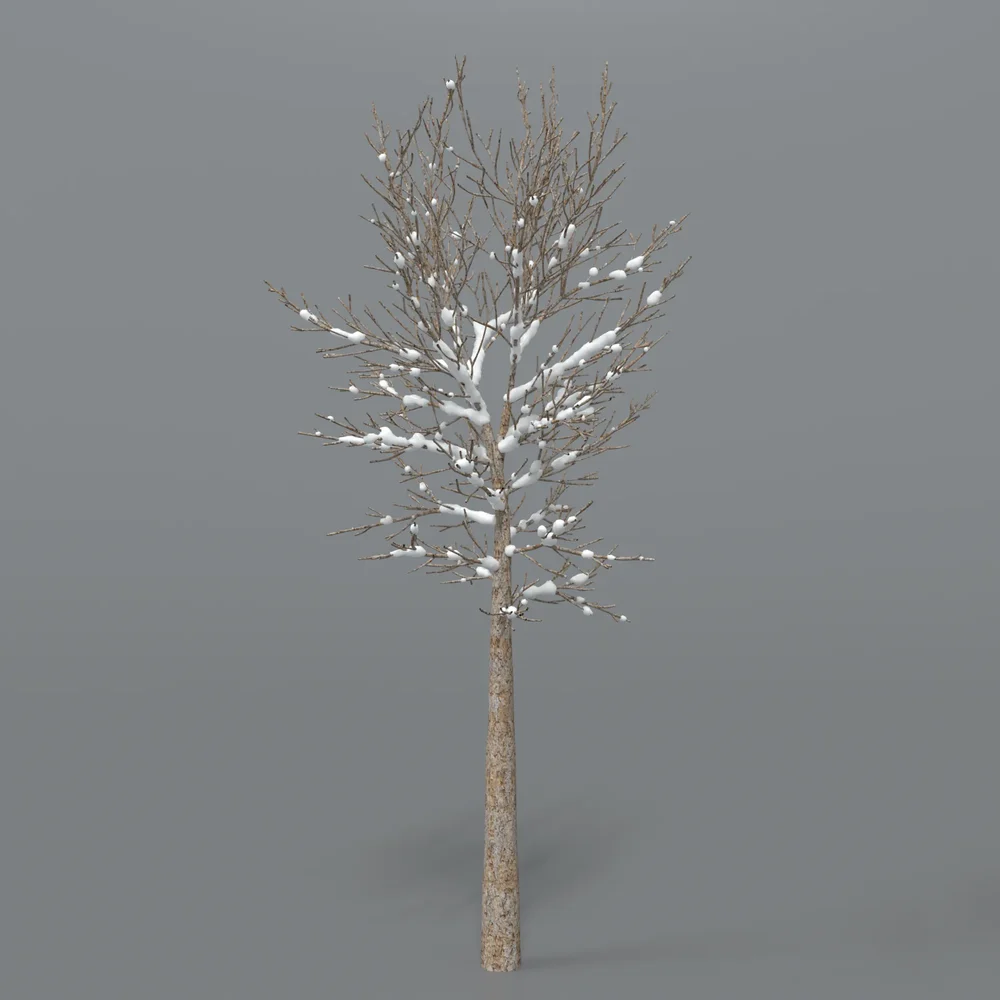 Tree With Snow