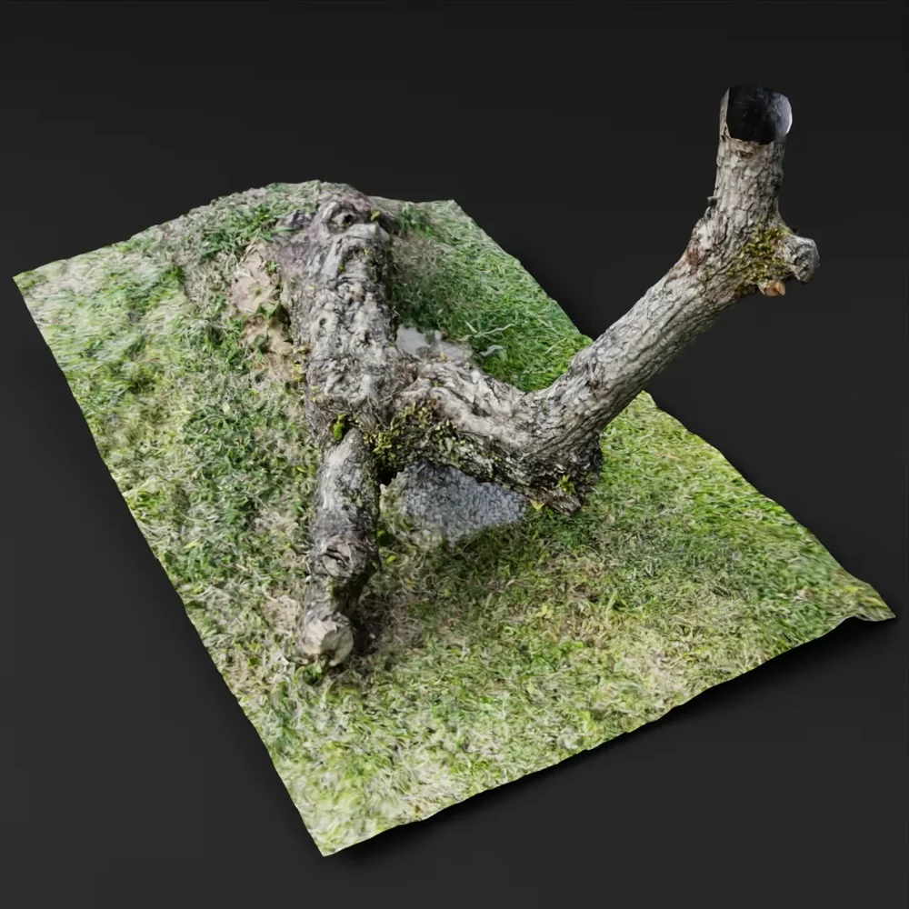 Fallen Tree Branch