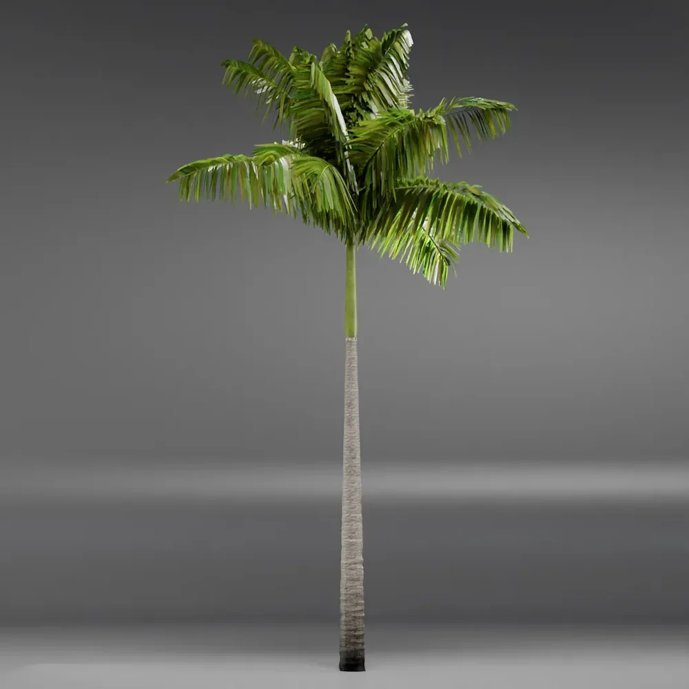 Imperial Palmtree